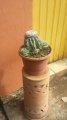 Melocactus conoideus